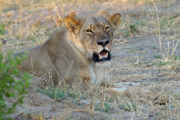 Lioness on Safari