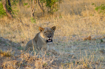 Lioness on Safari
