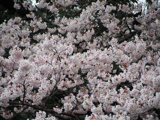 日本の桜　横浜　三ツ池公園