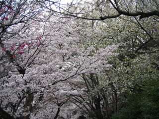 日本の桜　横浜　三ツ池公園