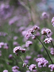 verbena flower blooming in garden and filed 