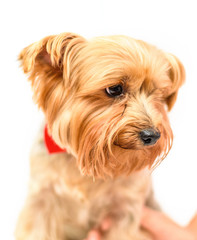 Portrait of the Yorkshire Terrier on a light background close-up.
