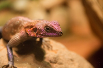 lizard closeup at the Mystic Aquarium in Mystic Connecticut