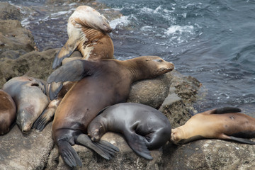 A herd of sealions sitting on rocks in the open ocean.