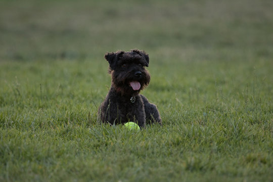 Little black dog sitting on a grassy lawn with a tennis ball.