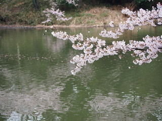 Obraz na płótnie Canvas 日本の桜　横浜　三ツ池公園