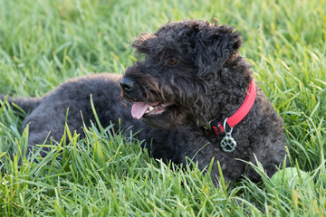 Small black dog reclining on grass with its tongue hanging out.