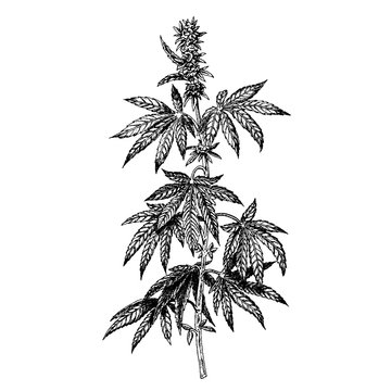 Hand drawn hemp plant with cones. Cannabis branch with leaves. Vector sketch of marijuana twig