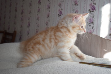 Рыжий котенок Курильского Бобтейла играет с солнечными зайчиками
