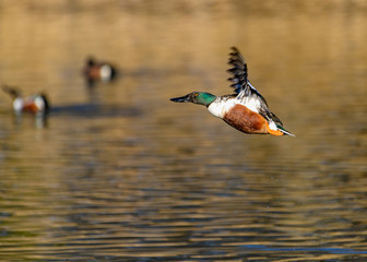 Fototapeta premium Northern shoveler - (Spatula clypeata) Duck In Flight