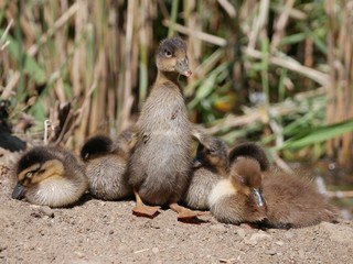 Ducklings in a row