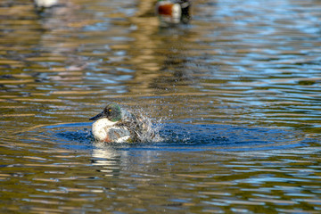 Northern shoveler - (Spatula clypeata) Duck Splashing in water