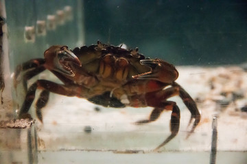 crab in an aquarium at the Mystic Aquarium in Mystic Connecticut