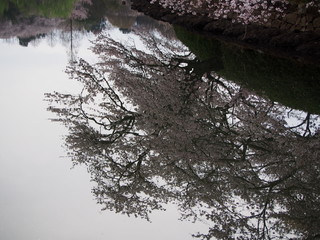 桜満開　横浜　三ツ池公園　お花見