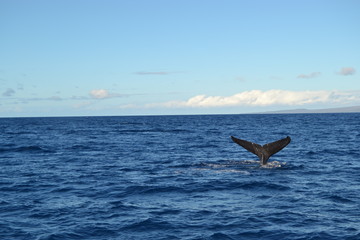 Whale tail
