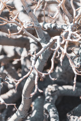 Unique bush at Cape Teno. Tenerife. Canary Islands..Spain