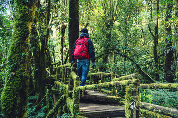Fototapeta premium Young men travel to study nature in the rainforest. Walking on a bridge with many mosses and beautiful