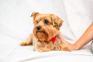 A man strokes a Yorkshire terrier, photographed close-up on a light background.
