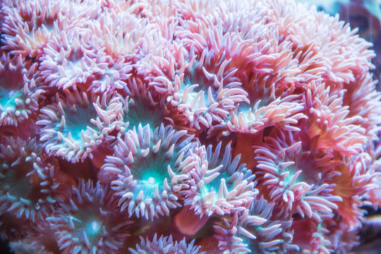 coral in an aquarium at the Mystic Aquarium in Mystic Connecticut