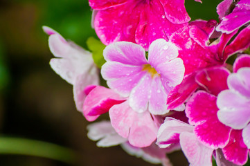 pink flower in garden