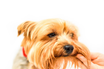 Portrait of a Yorkshire terrier