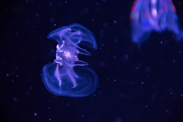 Obraz na płótnie Canvas colorful jellyfish at the Mystic Aquarium in Mystic Connecticut