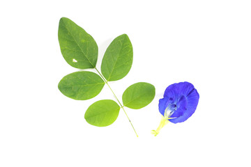 Obraz premium Butterfly pea Close up