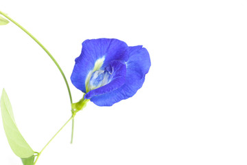 Butterfly pea Close up