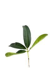 Leaf Negkassar Close up