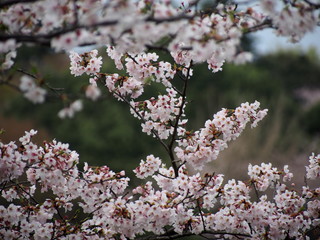 桜満開　横浜　三ツ池公園　お花見