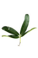 Leaf Negkassar Close up