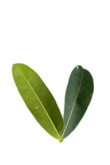 Leaf Negkassar Close up