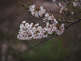 横浜　桜満開　三ツ池公園