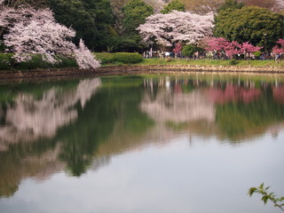 Fototapeta na wymiar 横浜　桜満開　三ツ池公園