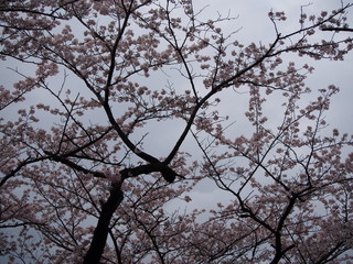 横浜　桜満開　三ツ池公園
