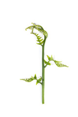 Paco fern Close up