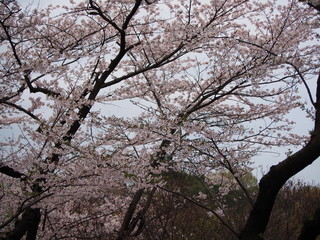 横浜　桜満開　三ツ池公園