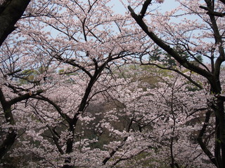 横浜　桜満開　三ツ池公園