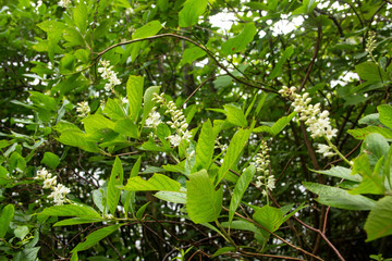 Coastal sweet pepperbush flowering on Cape Cod, Massachusetts.