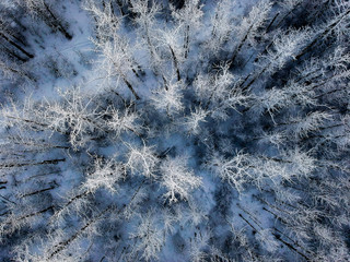 Frost on the Trees