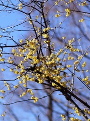 花が咲いた蝋梅の木