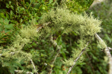 Usnea lichen draped over branches on Cape Cod, Massachusetts.