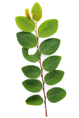 Macropanax  dispermus  (Blume) Kuntze at garden