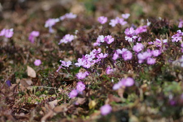 道端のシバザクラ
