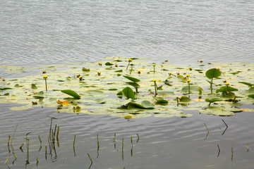 Yellow pond lilies in Nickerson State Park in Massachusetts.
