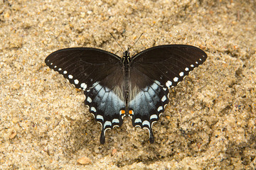 Spicebush swallowtail butterfly on the beach in Nickerson State Park.