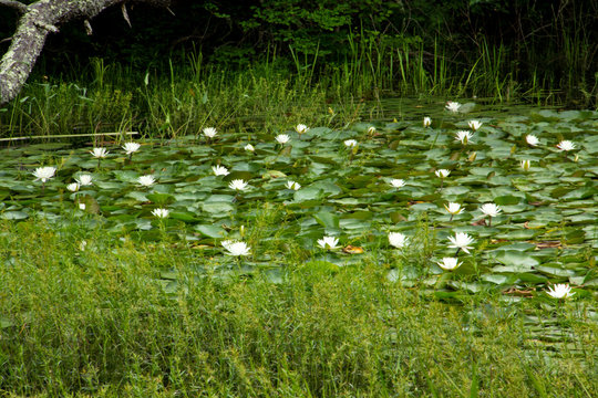 Swamp With Water Lilies In Nickerson State Park In Massachusetts.