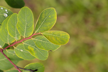 Lefe Macropanax dispermus Close up