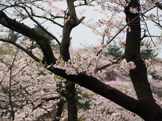 横浜　桜満開　三ツ池公園