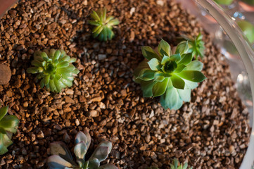 Succulents